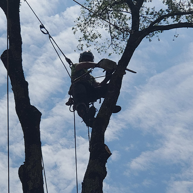man-in-tree-cutting-wire-service-princeton-la