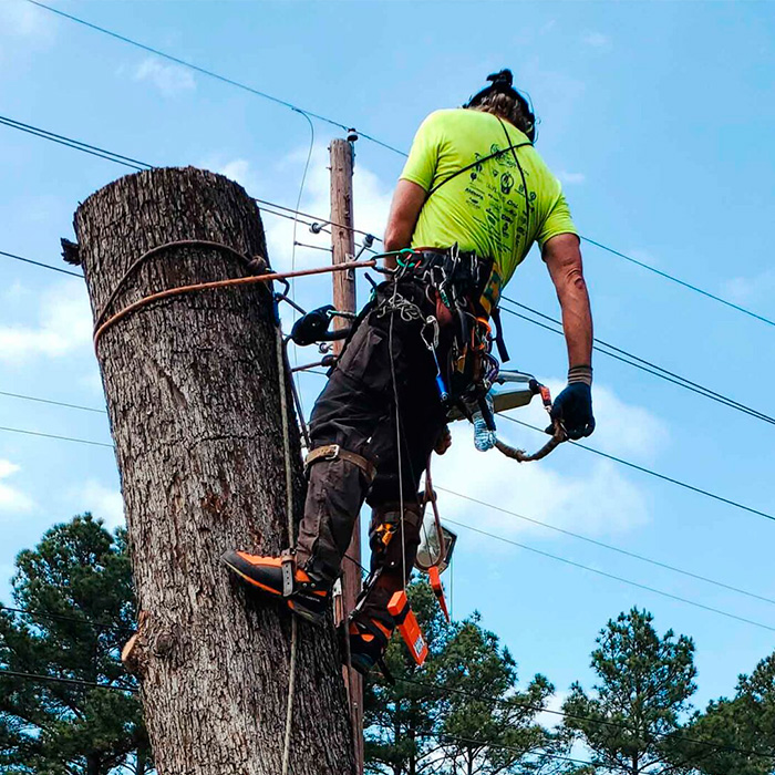 quality service man cutting tree in Princeton Shreveport